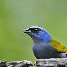 Tangara à tête bleue