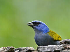 Blue-capped Tanager