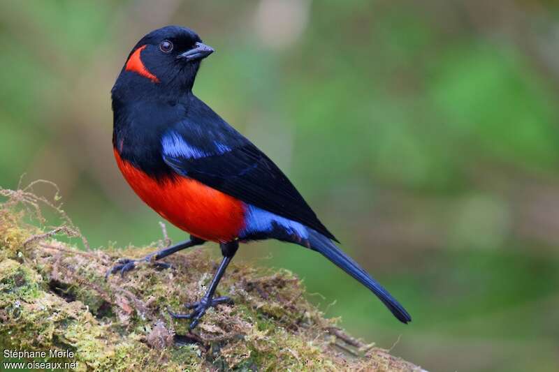 Scarlet-bellied Mountain Tanager male adult, identification