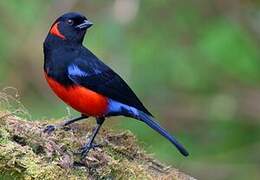 Scarlet-bellied Mountain Tanager