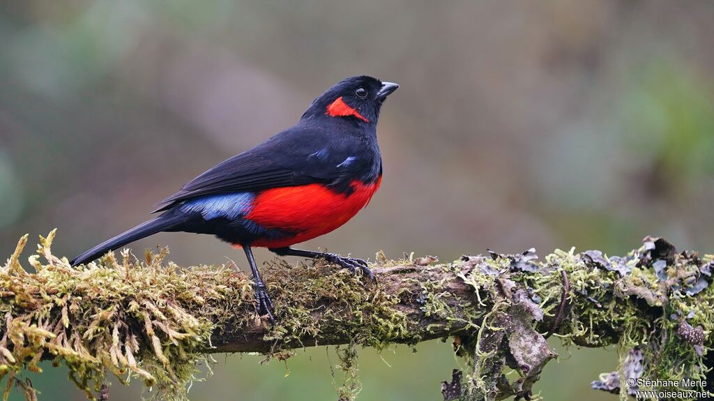 Scarlet-bellied Mountain Tanager