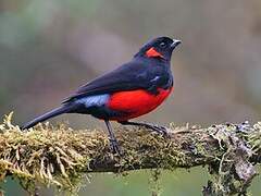 Scarlet-bellied Mountain Tanager