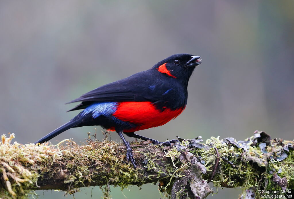 Tangara à ventre rouge