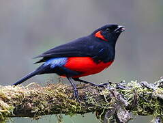 Scarlet-bellied Mountain Tanager