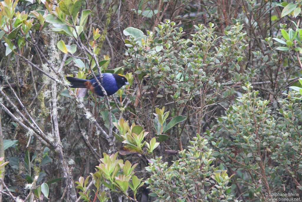 Golden-crowned Tanageradult