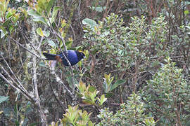 Golden-crowned Tanager