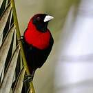 Tangara ceinturé