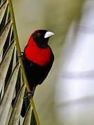 Crimson-collared Tanager