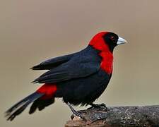 Crimson-collared Tanager