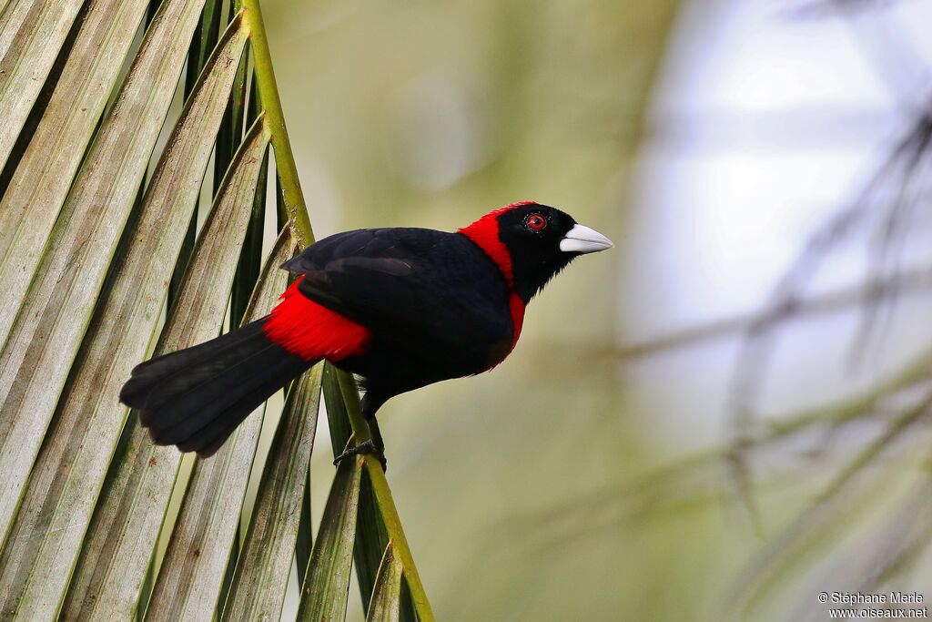 Crimson-collared Tanager