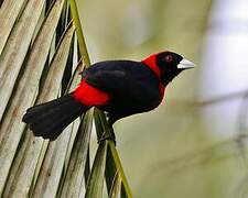 Crimson-collared Tanager