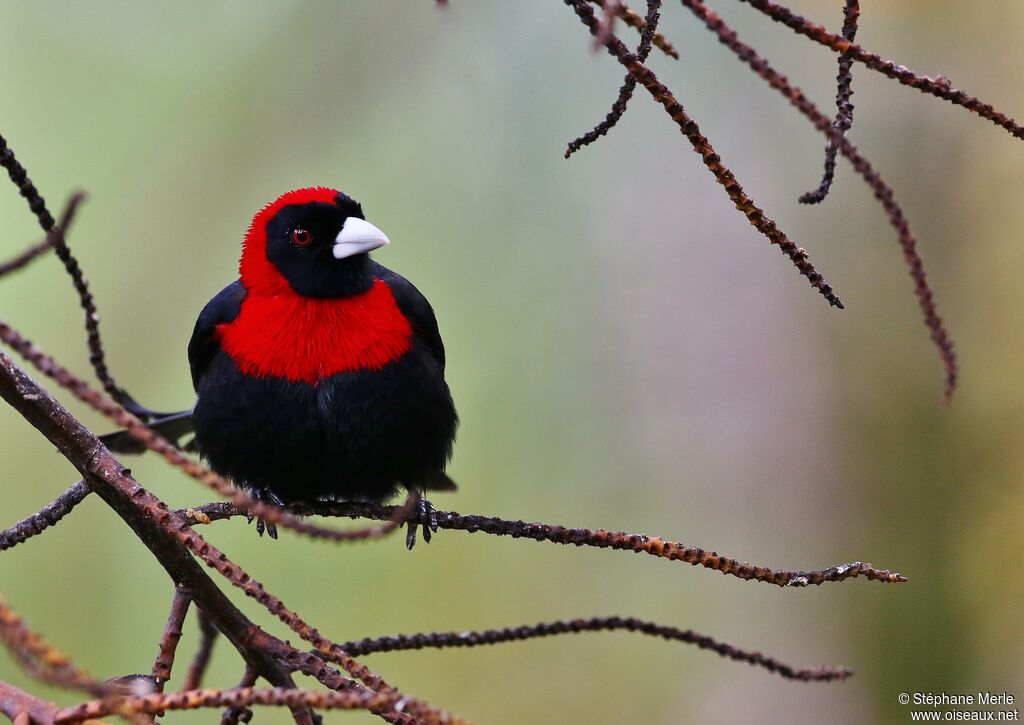 Crimson-collared Tanageradult