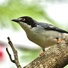 Tangara coiffe-noire
