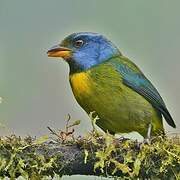 Moss-backed Tanager