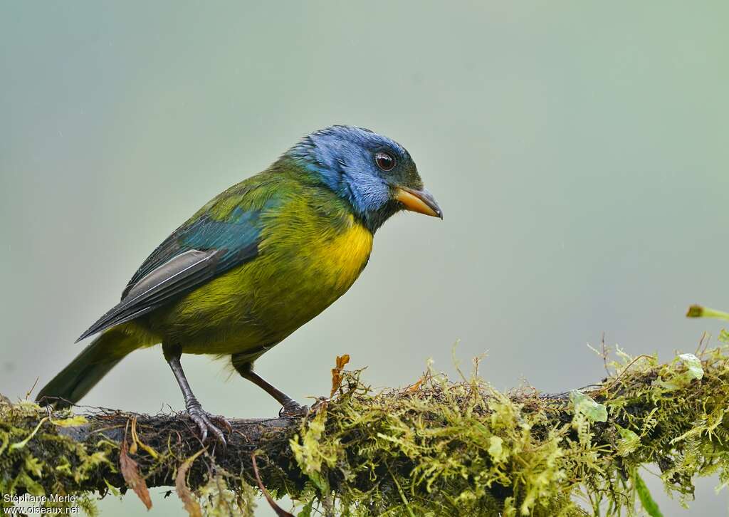 Moss-backed Tanageradult, identification