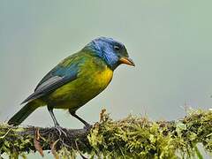 Moss-backed Tanager