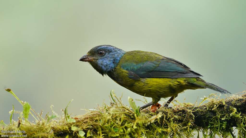 Moss-backed Tanageradult, pigmentation