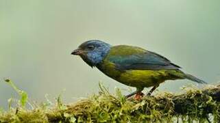 Moss-backed Tanager