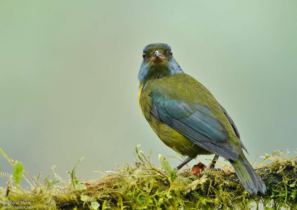 Tangara d'Edwardssubadulte, portrait