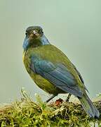 Moss-backed Tanager