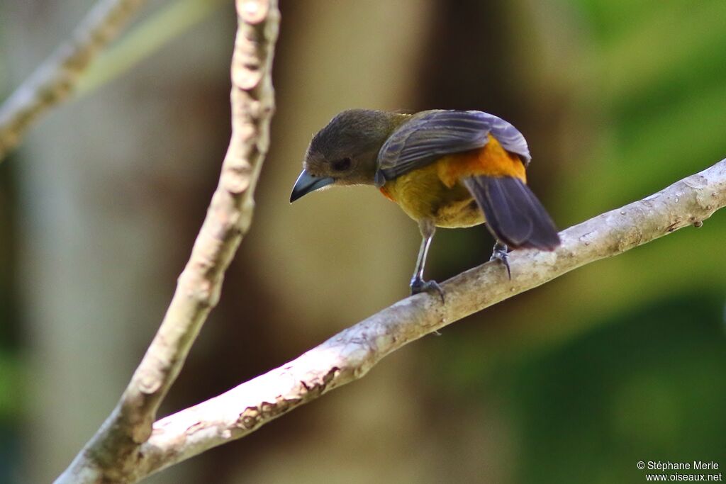 Scarlet-rumped Tanager (costaricensis) female adult