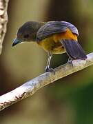 Scarlet-rumped Tanager (costaricensis)