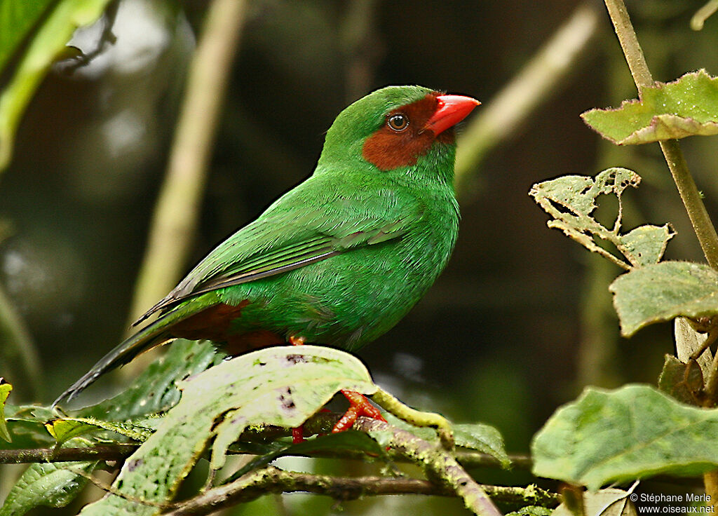 Grass-green Tanageradult