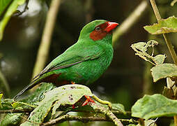 Grass-green Tanager