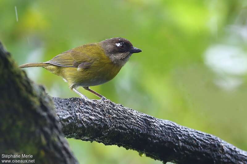 Common Bush Tanager (ophthalmicus)adult, identification