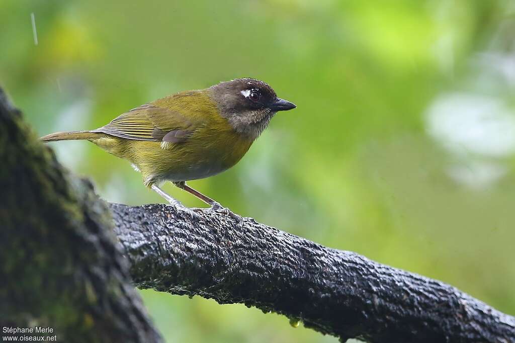 Common Chlorospingus (ophthalmicus)adult, identification