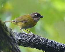 Common Chlorospingus (ophthalmicus)