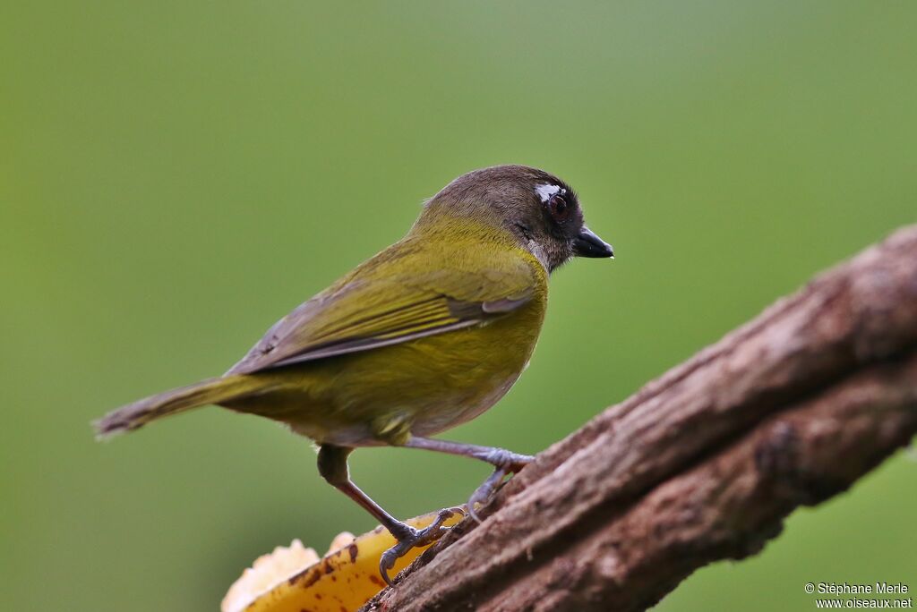 Common Bush Tanager (ophthalmicus)