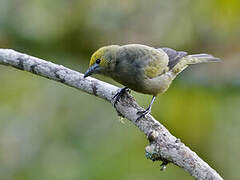 Palm Tanager