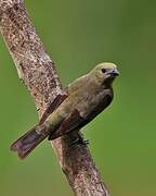 Palm Tanager