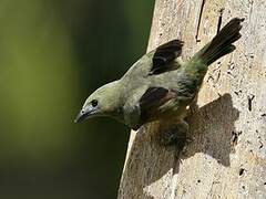 Palm Tanager