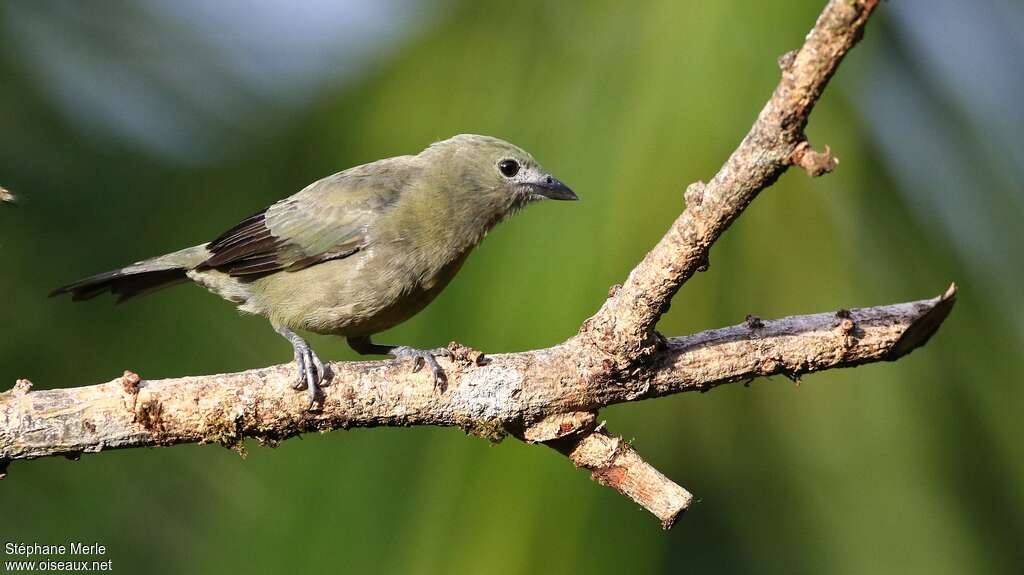 Tangara des palmiersadulte, identification