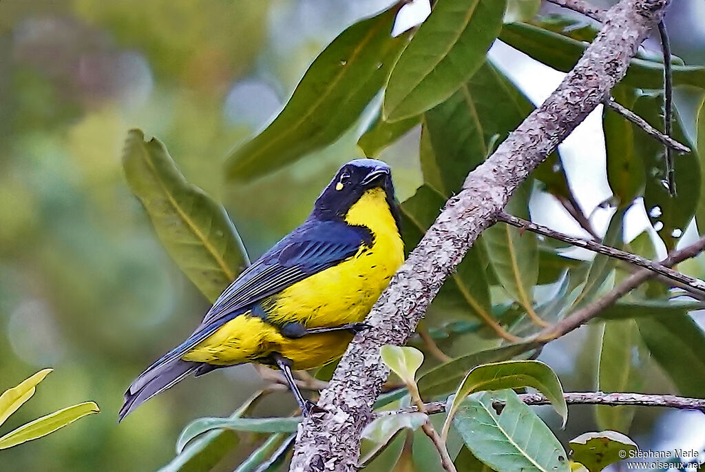 Santa Marta Mountain Tanageradult