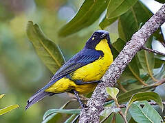 Santa Marta Mountain Tanager