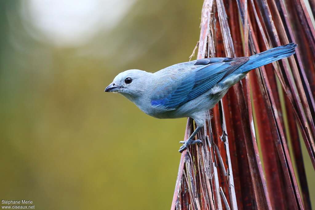 Blue-grey Tanageradult, identification