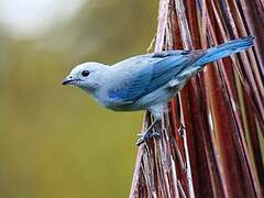 Blue-grey Tanager