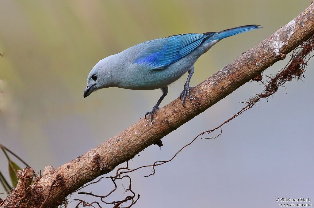 Blue-grey Tanageradult