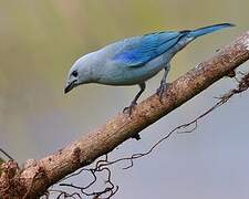 Blue-grey Tanager