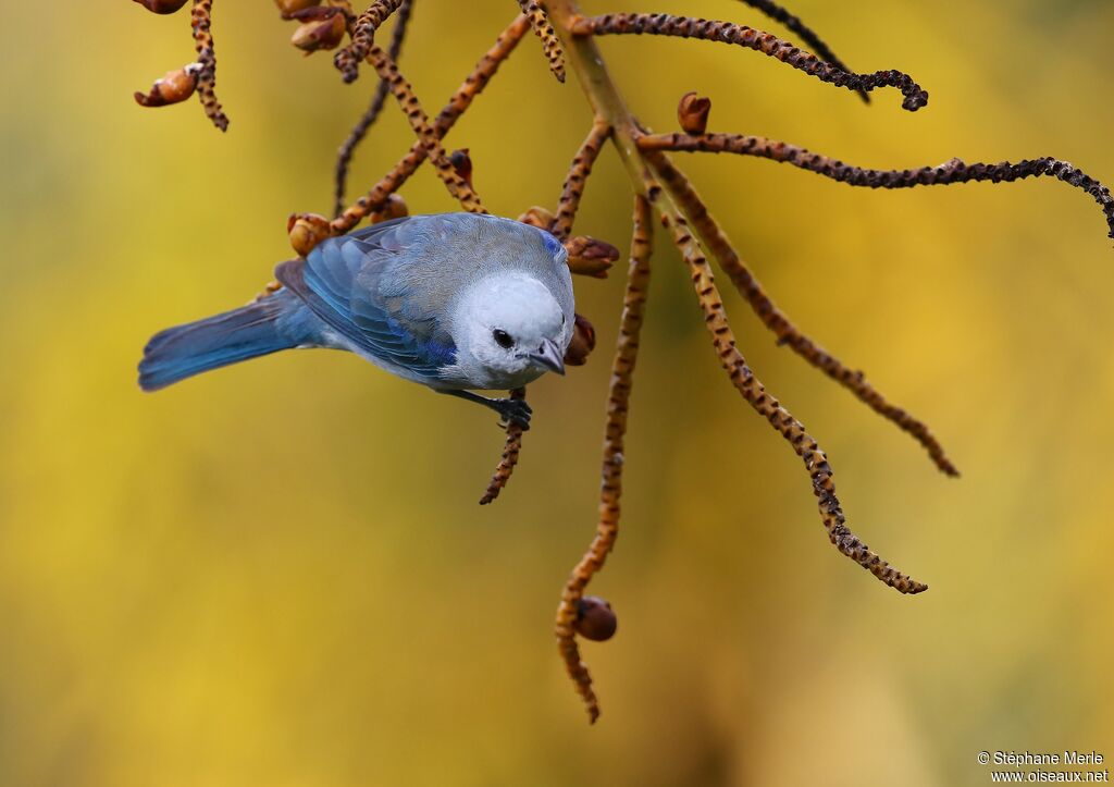 Blue-grey Tanageradult