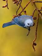 Blue-grey Tanager