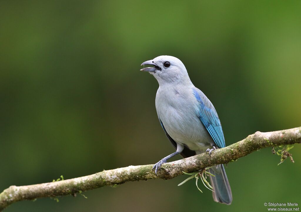 Blue-grey Tanageradult