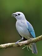 Blue-grey Tanager