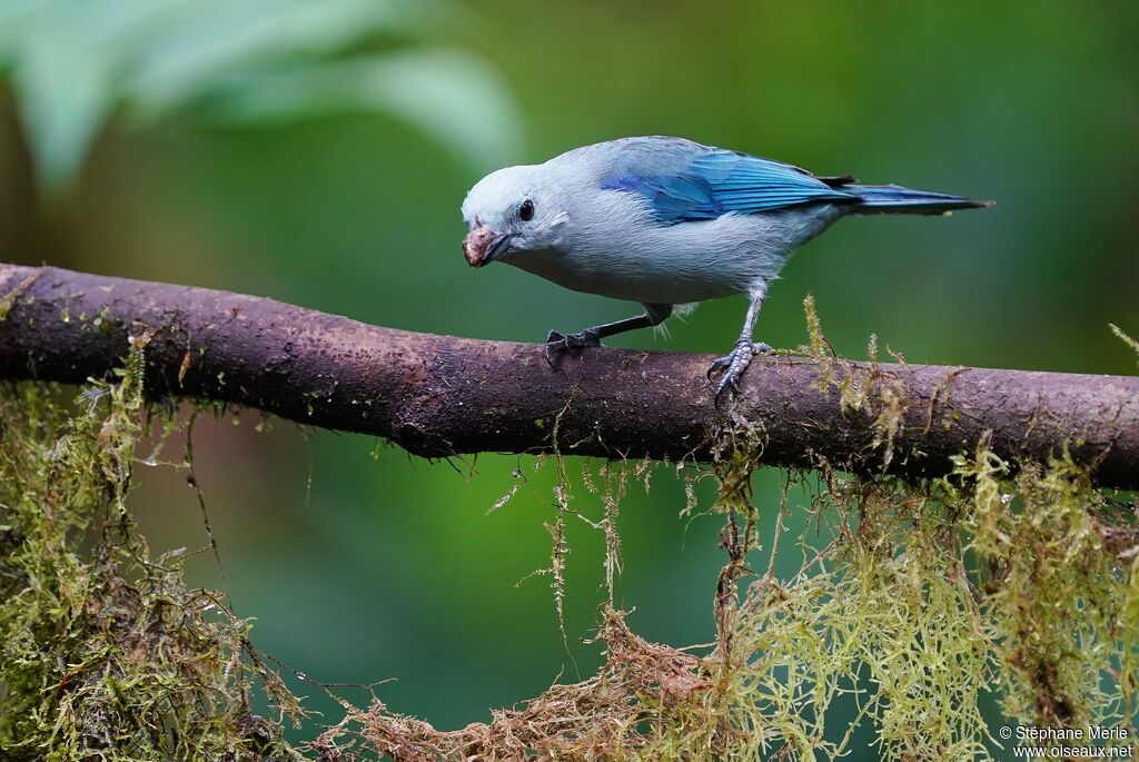 Blue-grey Tanageradult