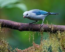 Blue-grey Tanager