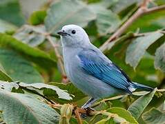 Blue-grey Tanager