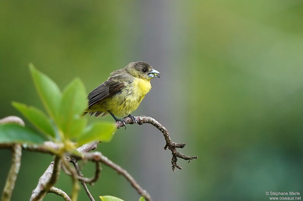 Flame-rumped Tanager female adult